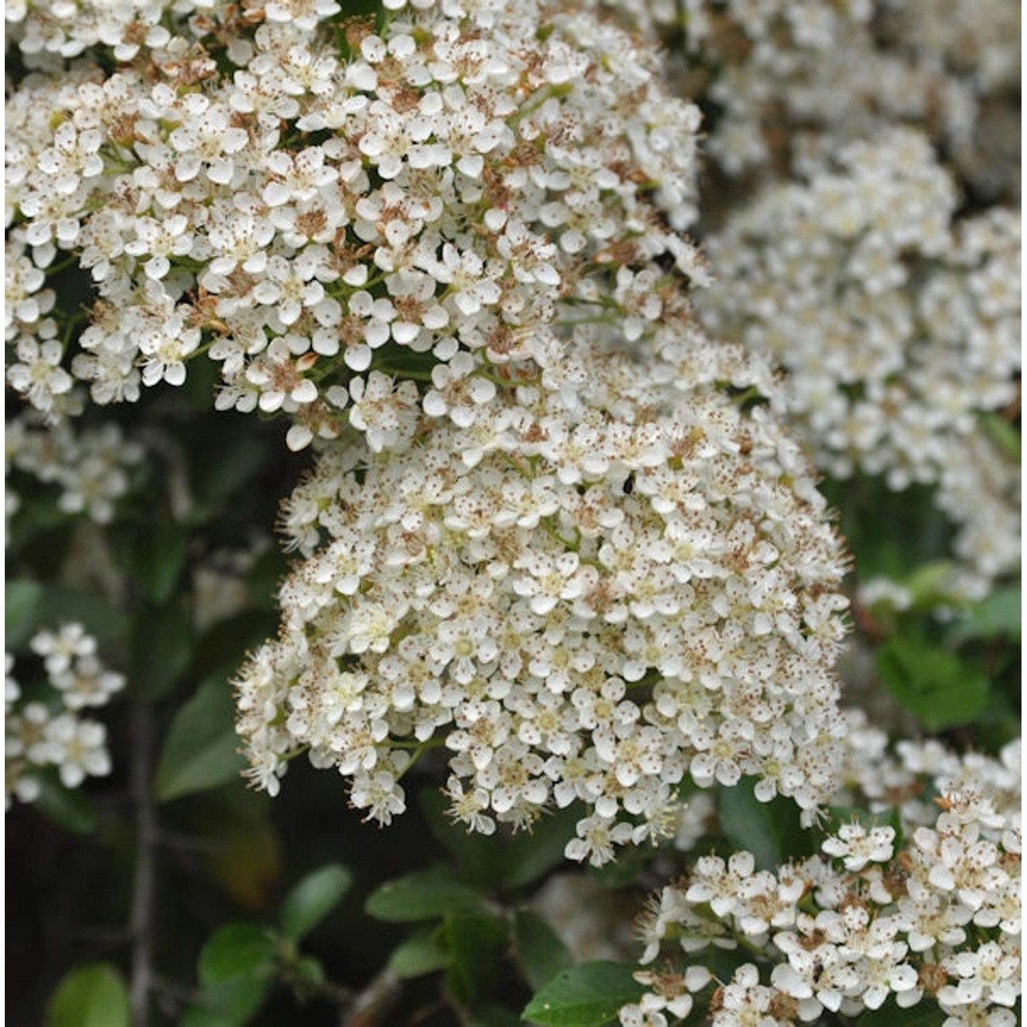 Feuerdorn Mohave 40-60cm - Pyracantha Feuerdorn Mohave 40-60cm - Pyracantha von Die Nr-01.de