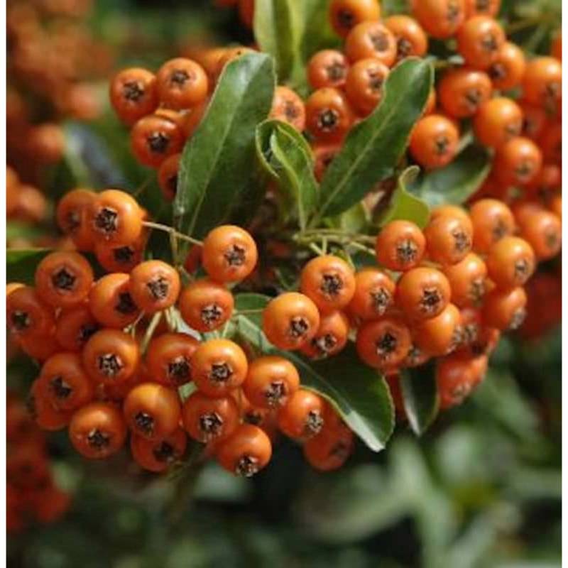 Feuerdorn Orange Glow 40-60cm - Pyracantha von Die Nr-01.de