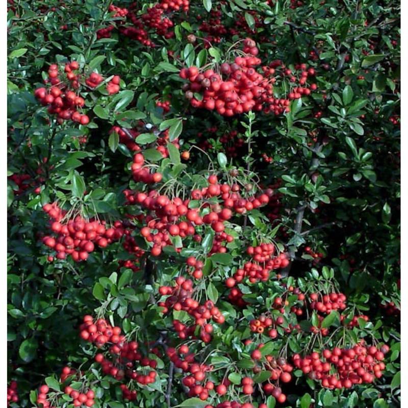Feuerdorn Red Column 125-150cm - Pyracantha von Die Nr-01.de