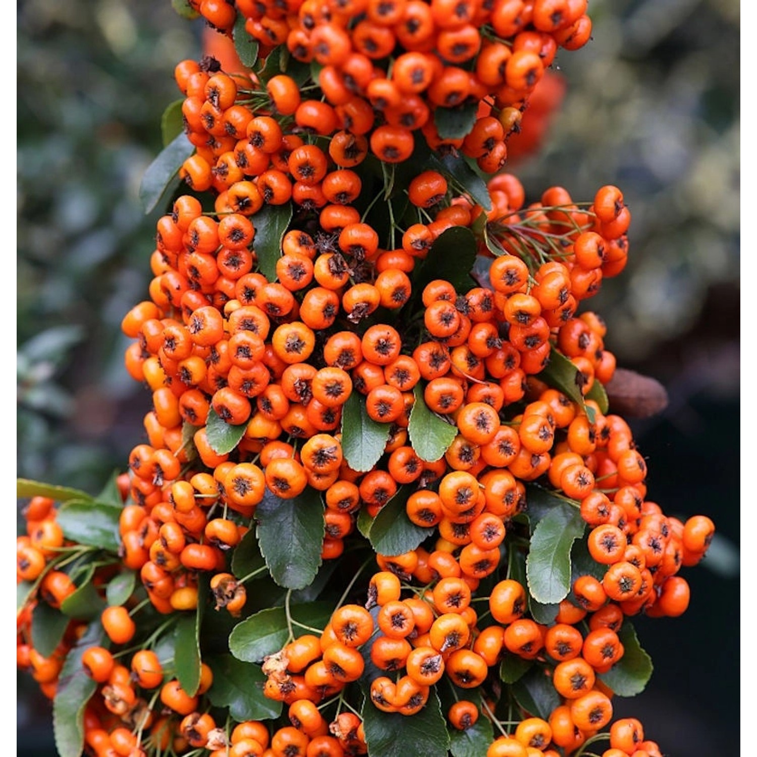 Feuerdorn Saphyr Orange 40-60cm - Pyracantha von Die Nr-01.de