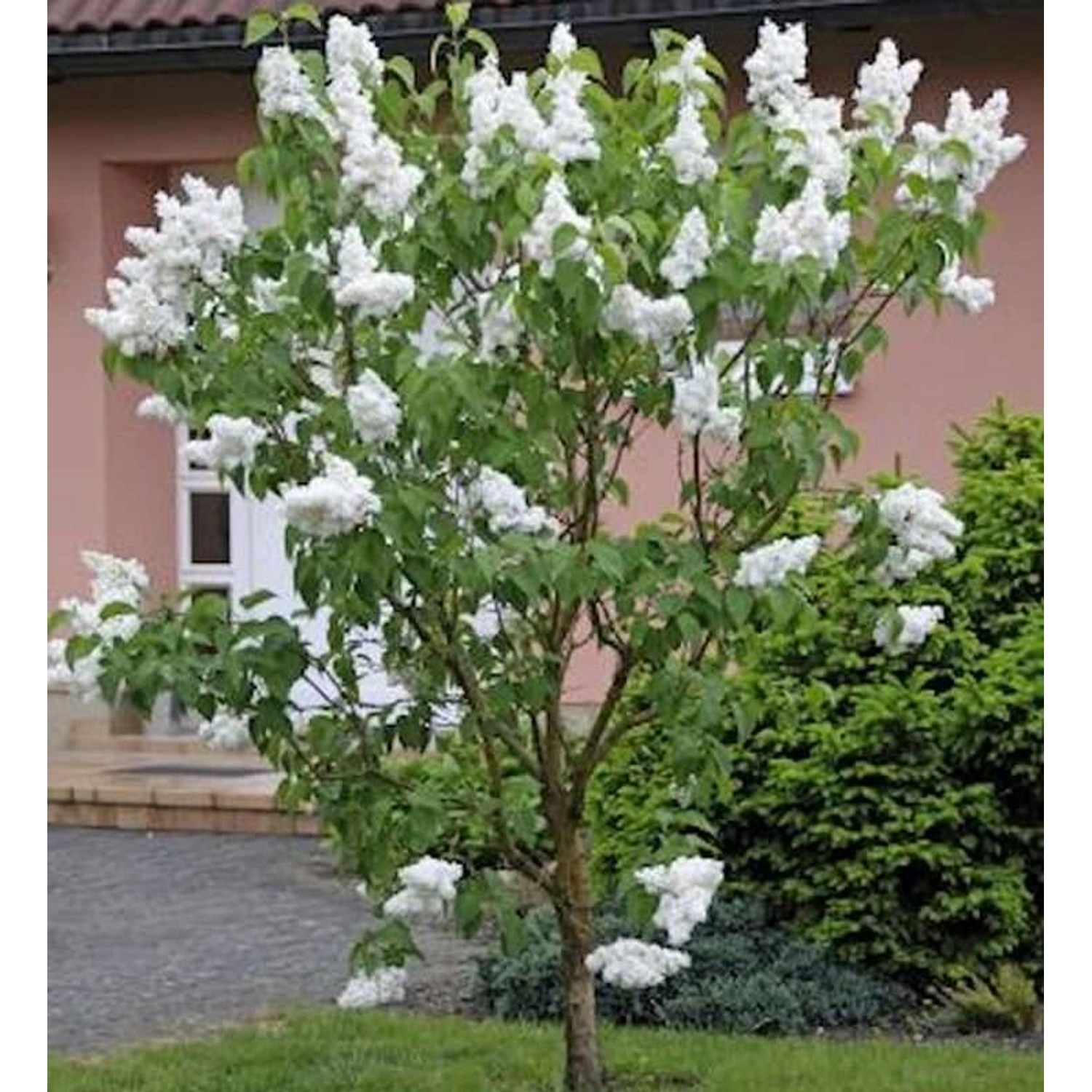Fiederblättriger Flieder 80-100cm - Syringa pinnatifolia Fiederblättriger Flieder 80-100cm - Syringa pinnatifolia von Die Nr-01.de