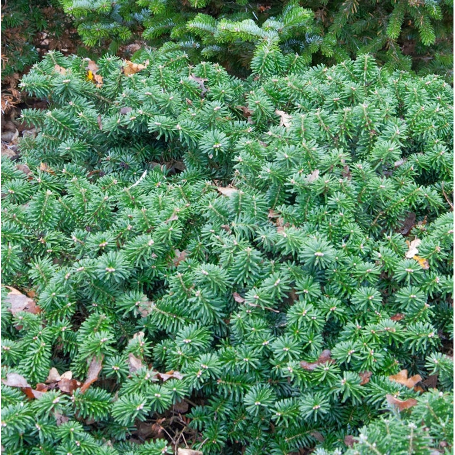 Flache Koreatanne Dark Hill 25-30cm - Abies koreana von Die Nr-01.de