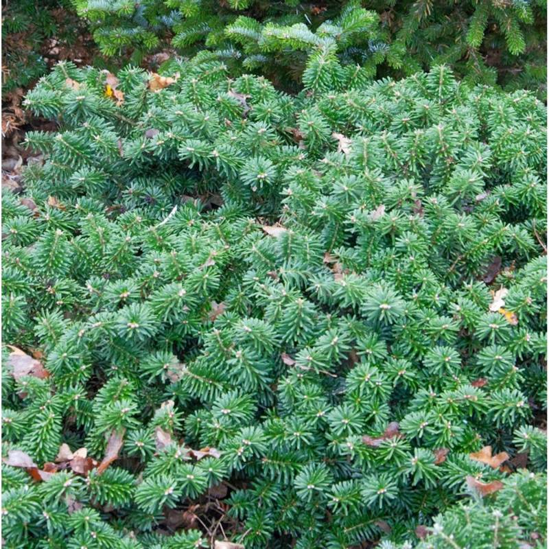 Flache Koreatanne Dark Hill 25-30cm - Abies koreana Flache Koreatanne Dark Hill 25-30cm - Abies koreana von Die Nr-01.de