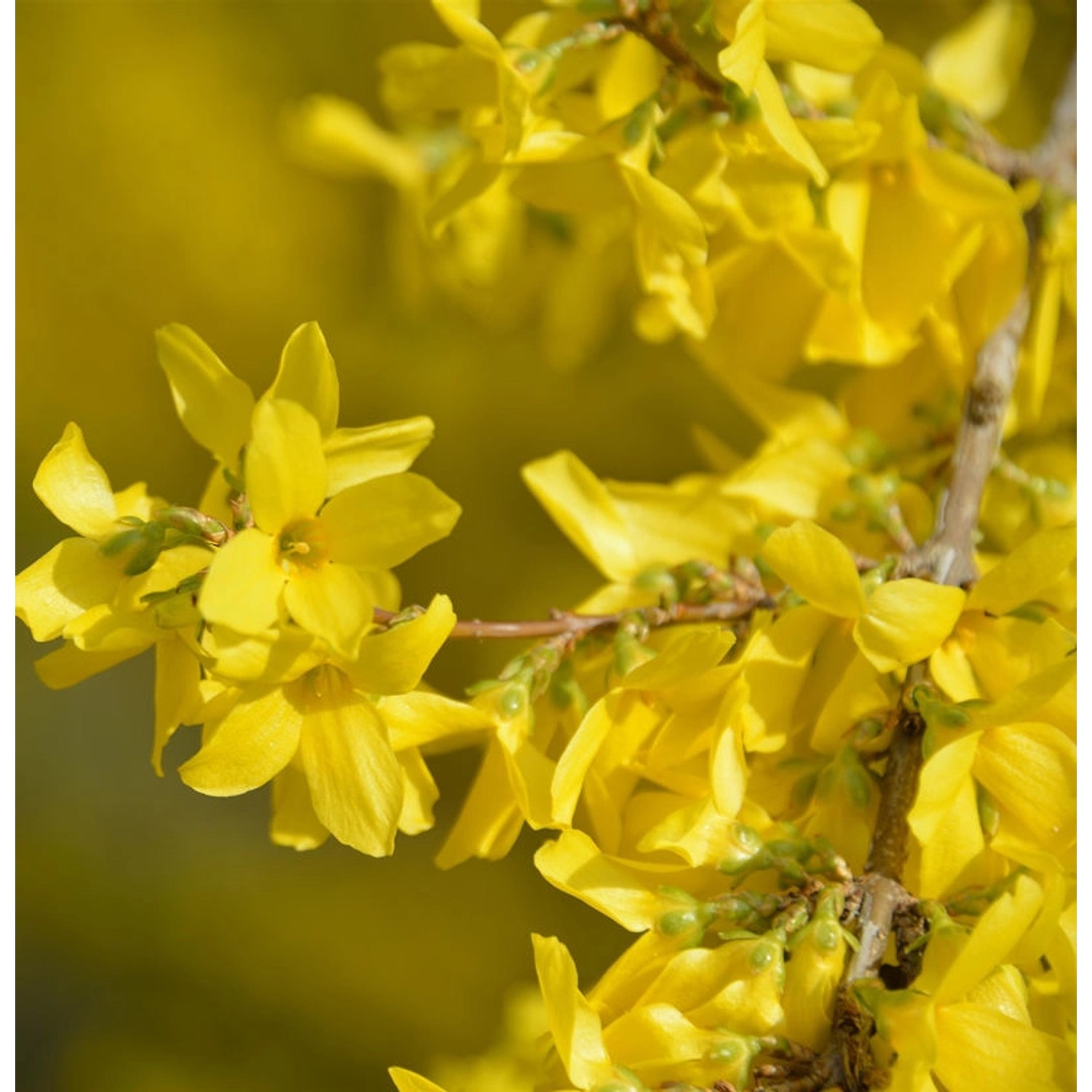 Forsythie Courtalyn 60-80cm - Forsythia intermedia Forsythie Courtalyn 60-80cm - Forsythia intermedia von Die Nr-01.de
