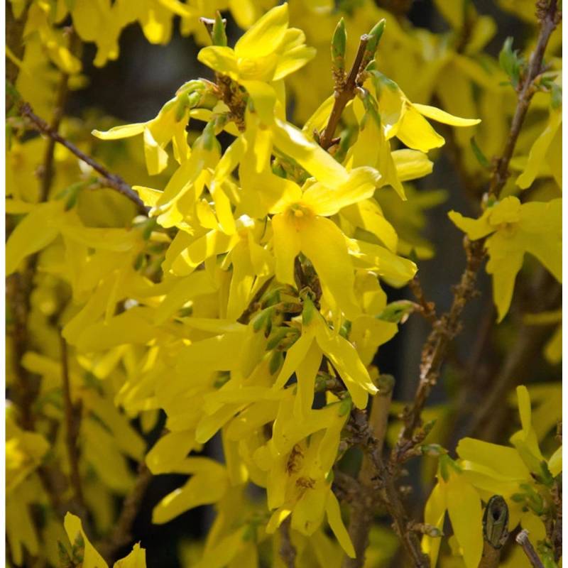 Forsythie Minigold 60-80cm - Forsythia intermedia von Die Nr-01.de