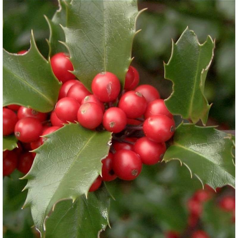 Fruchtende Stechpalme Ilex Blue Princess 30-40cm - ilex meserveae von Die Nr-01.de
