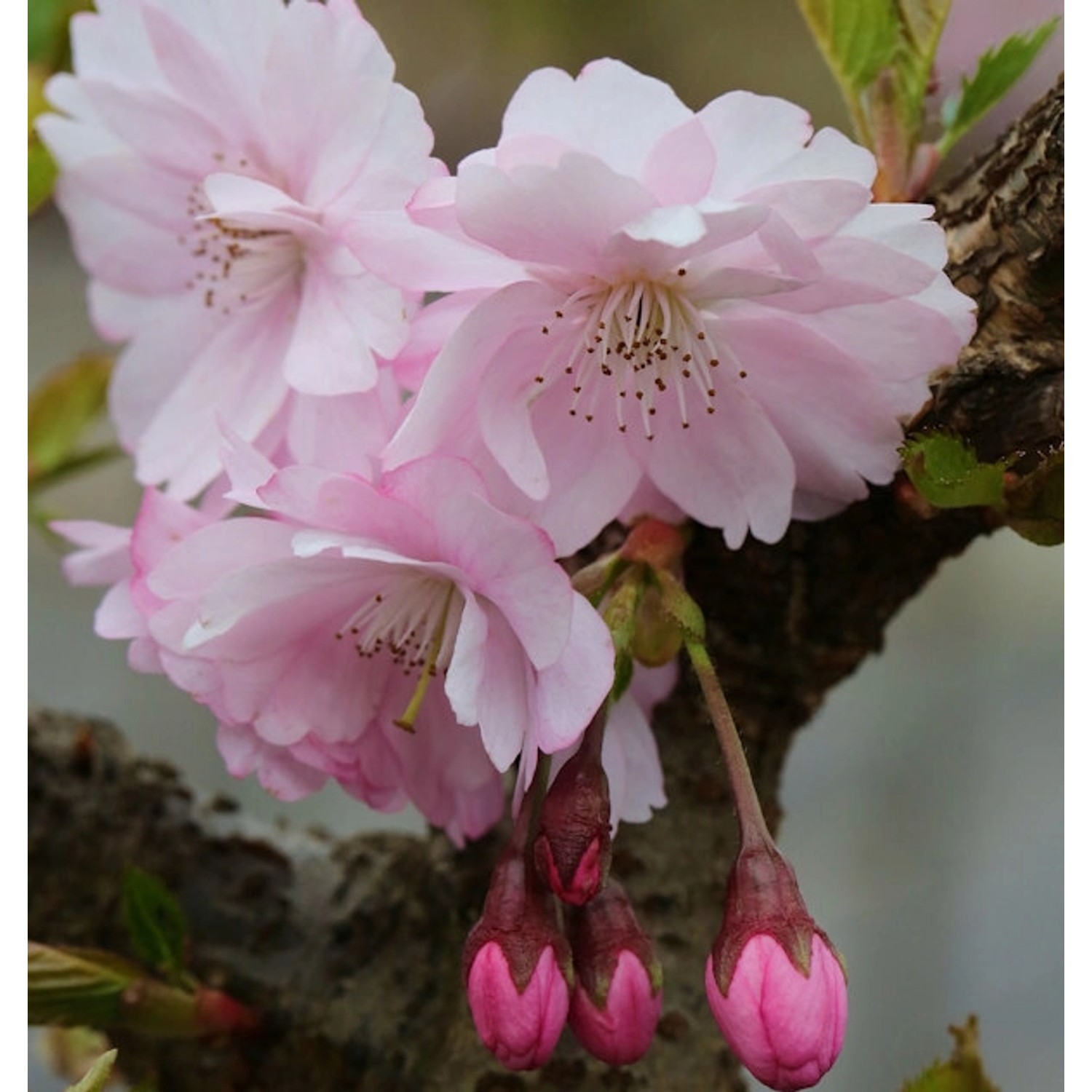 Frühe Zierkirsche 125-150cm - Prunus Accolade Frühe Zierkirsche 125-150cm - Prunus Accolade von Die Nr-01.de