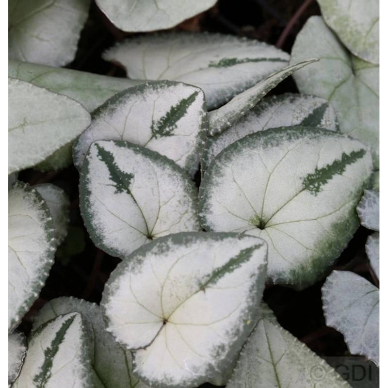 Frühlings Alpenveilchen Silber Leaf - Cyclamen coum von Die Nr-01.de