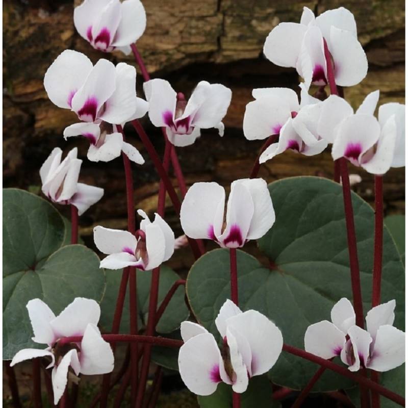 Frühlings Alpenveilchen Silver Leaf Album - Cyclamen coum von Die Nr-01.de