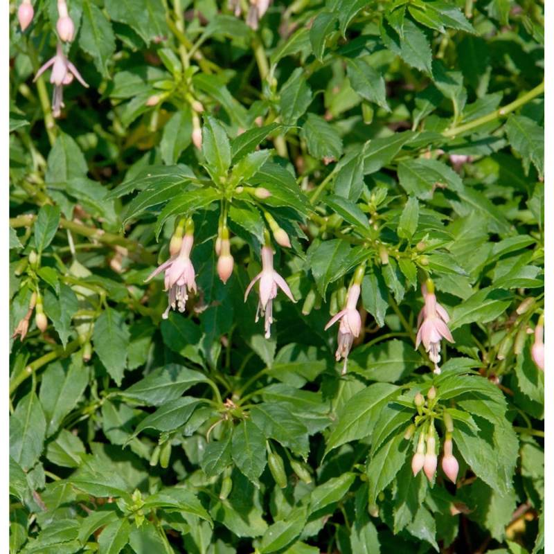 Fuchsie Alba - Fuchsia magellanica von Die Nr-01.de
