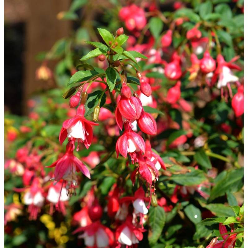 Fuchsie Lady Thumb - großer Topf - Fuchsia von Die Nr-01.de