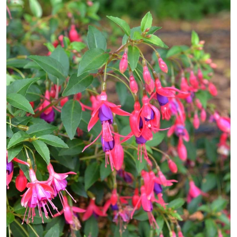 Fuchsie Tom Thumb - großer Topf - Fuchsia magellanica von Die Nr-01.de