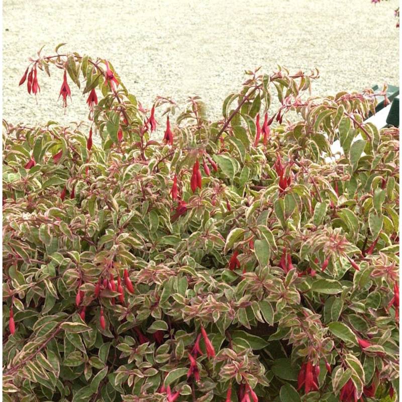 Fuchsie Tom West - Fuchsia culturum von Die Nr-01.de