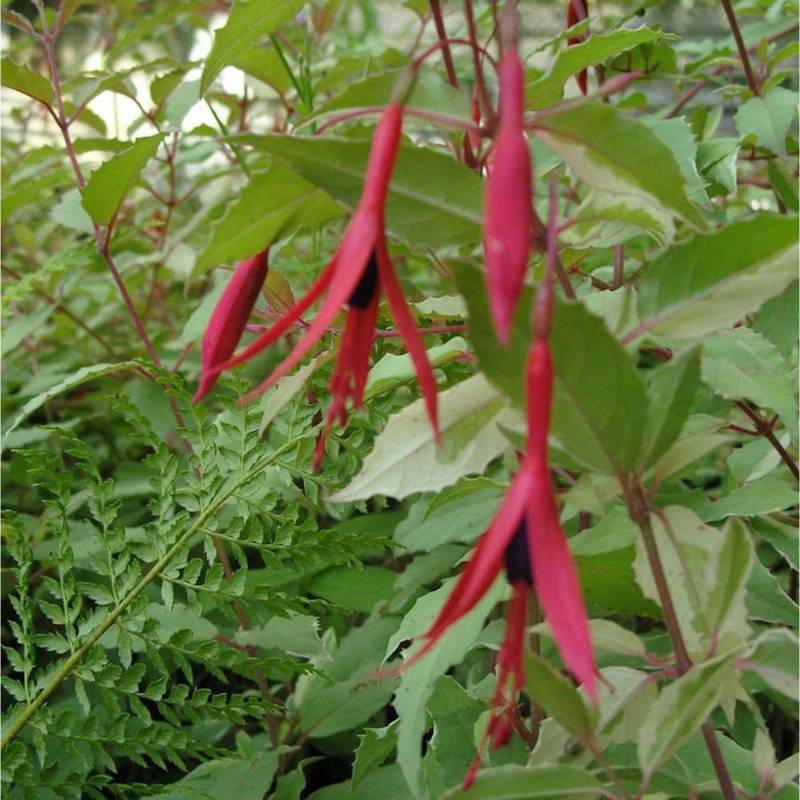 Fuchsie Tricolor - Fuchsia magellanica von Die Nr-01.de