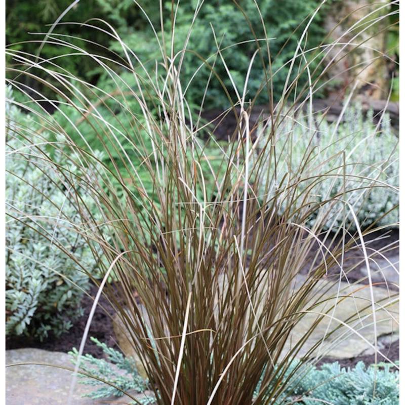 Fuchsrote Segge Red Rooster - großer Topf - Carex buchananii von Die Nr-01.de