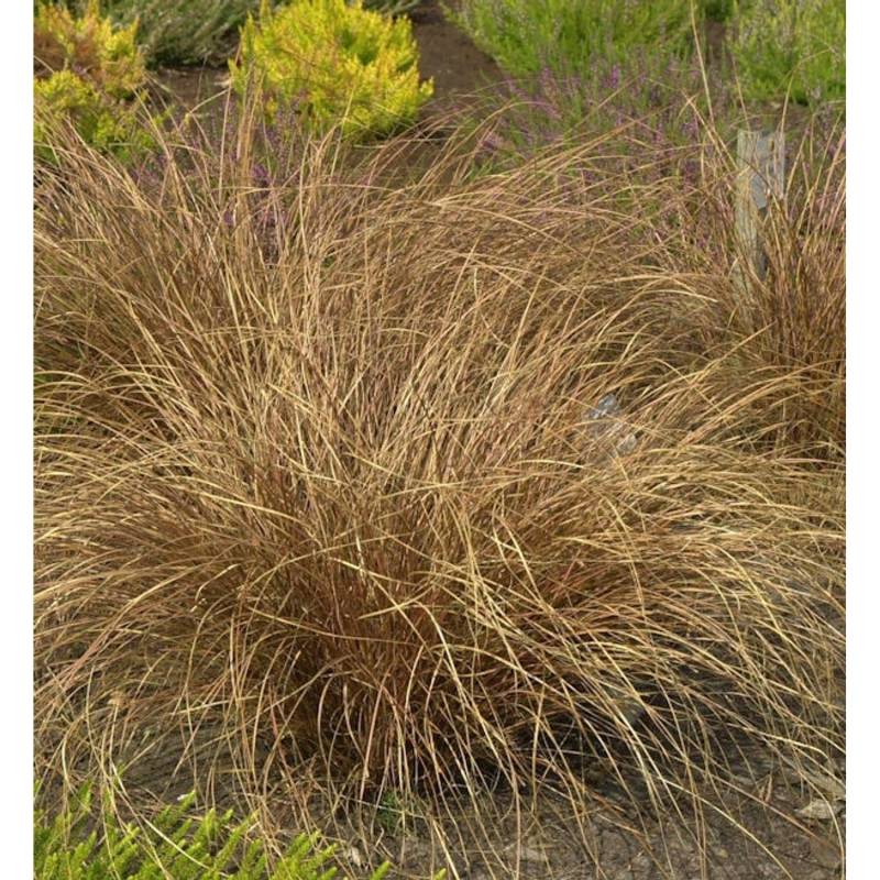 Fuchsrote Segge - großer Topf - Carex buchananii von Die Nr-01.de
