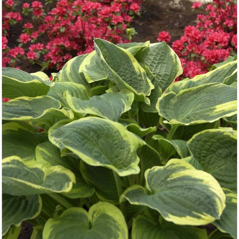 Funkie Autumn Frost - großer Topf - Hosta cultorum von Die Nr-01.de