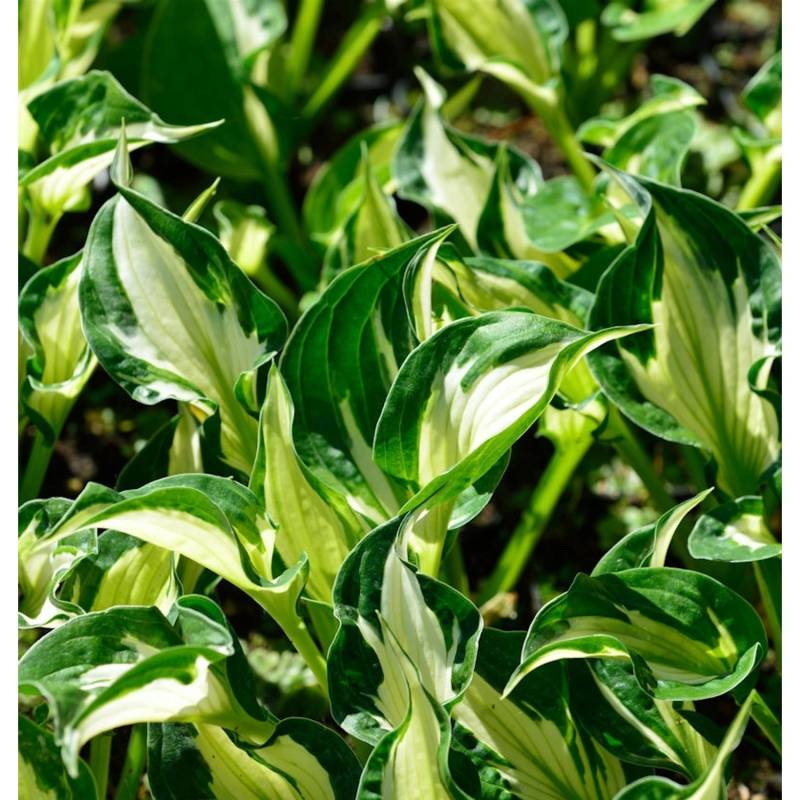 Funkie Enterprise - großer Topf - Hosta cultorum von Die Nr-01.de