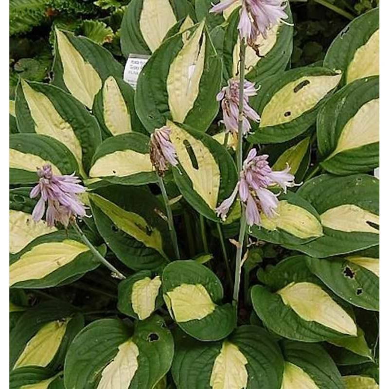 Funkie Gipsy Rose - Hosta cultorum von Die Nr-01.de