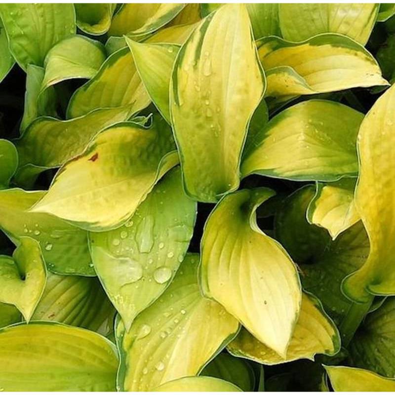 Funkie Gold Standard - großer Topf - Hosta fortunei von Die Nr-01.de
