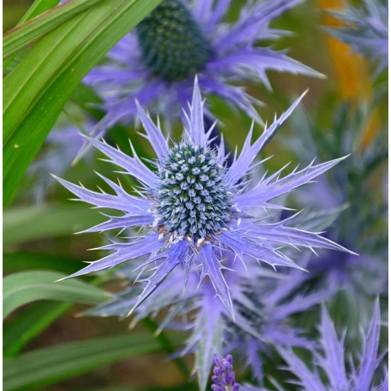 Garten-Mannstreu Big Blue - Eryngium zabelii von Die Nr-01.de