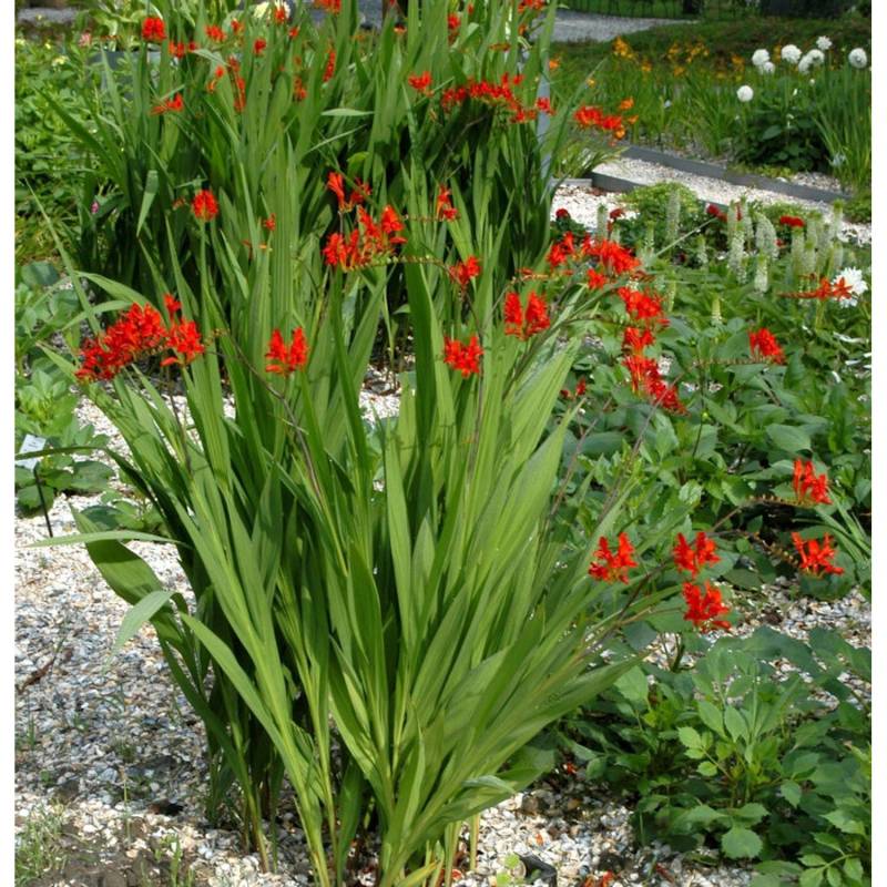 Garten Monbretie Red King - Crocosmia crocosmiiflora von Die Nr-01.de