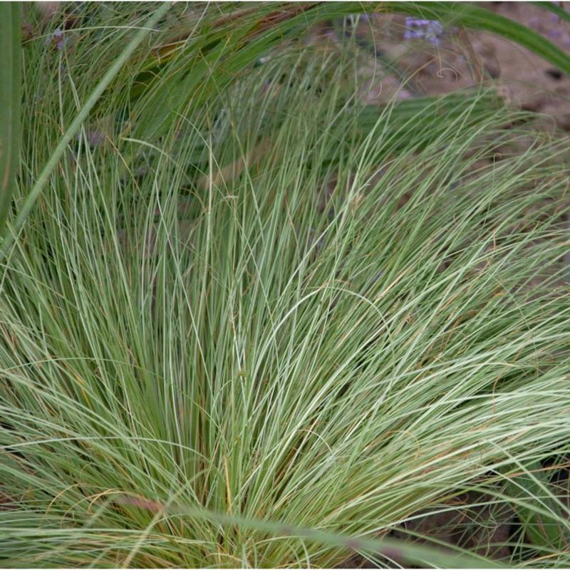Garten-Segge Phoenix Green - großer Topf - Carex comans von Die Nr-01.de