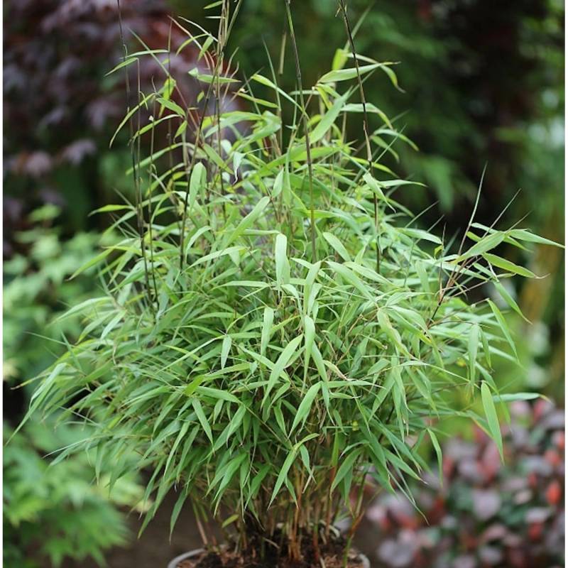 Gartenbambus Asian Wonder 80-100cm - Fargesia Scabrida Gartenbambus Asian Wonder 80-100cm - Fargesia Scabrida von Die Nr-01.de