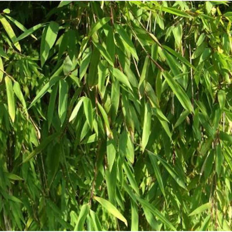 Gartenbambus Jiuzhaigou-1 100-125cm - Fargesia von Die Nr-01.de