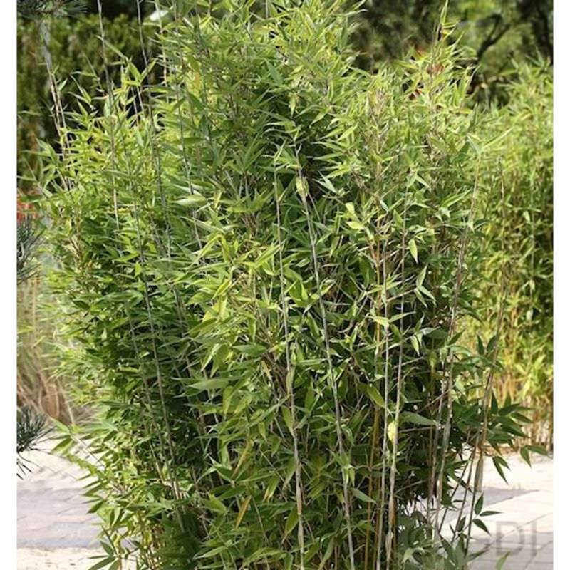 Gartenbambus Obelisk 60-80cm - Fargesia nitida von Die Nr-01.de