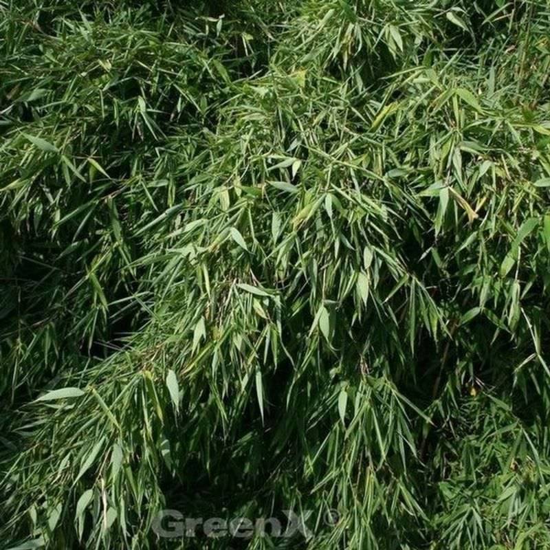 Gartenbambus Silver Bird 125-150cm - Fargesia murielae von Die Nr-01.de