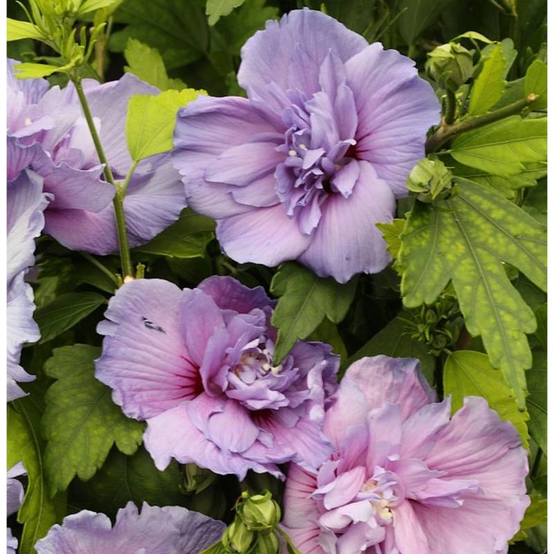 Garteneibisch Blue Chiffon 80-100cm - Hibiscus von Die Nr-01.de