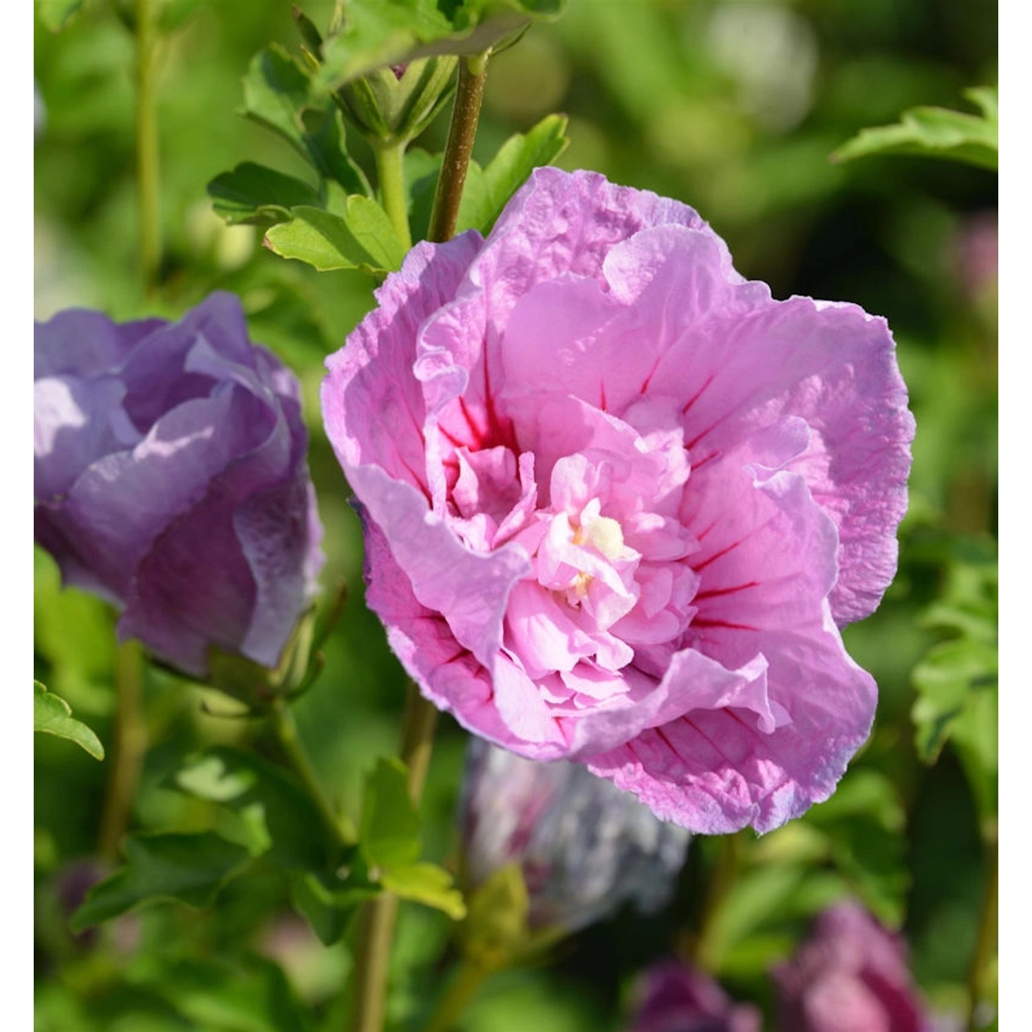 Garteneibisch Flower Tower Purple 40-60cm - Hibiscus syriacus Garteneibisch Flower Tower Purple 40-60cm - Hibiscus syriacus von Die Nr-01.de