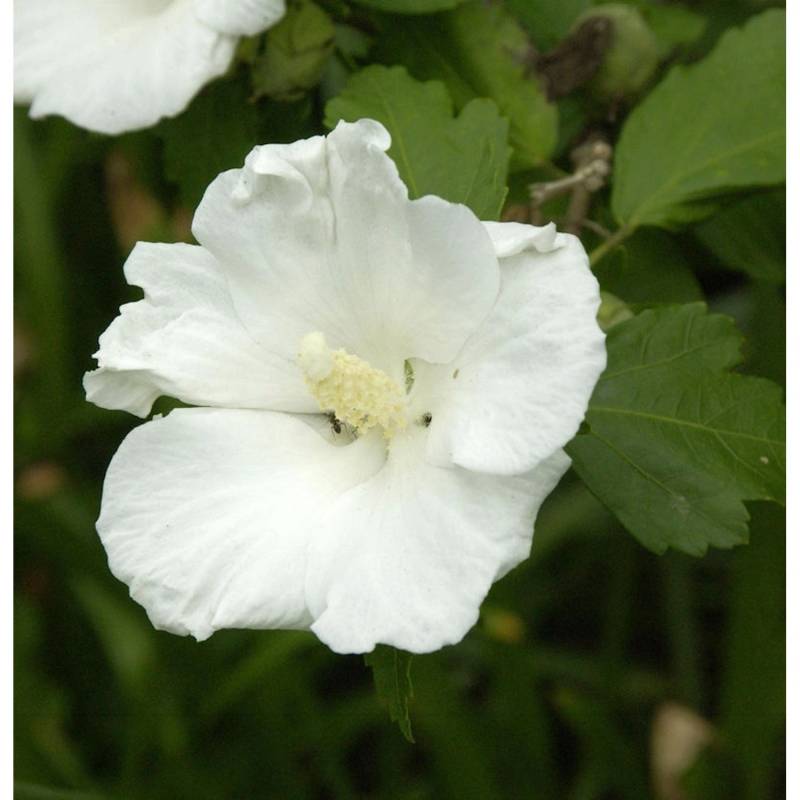 Garteneibisch Flower Tower White 100-125cm - Hibiscus syriacus von Die Nr-01.de
