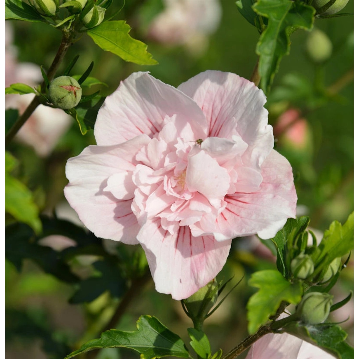 Garteneibisch French Pink Chiffon 40-60cm - Hibiscus Garteneibisch French Pink Chiffon 40-60cm - Hibiscus von Die Nr-01.de