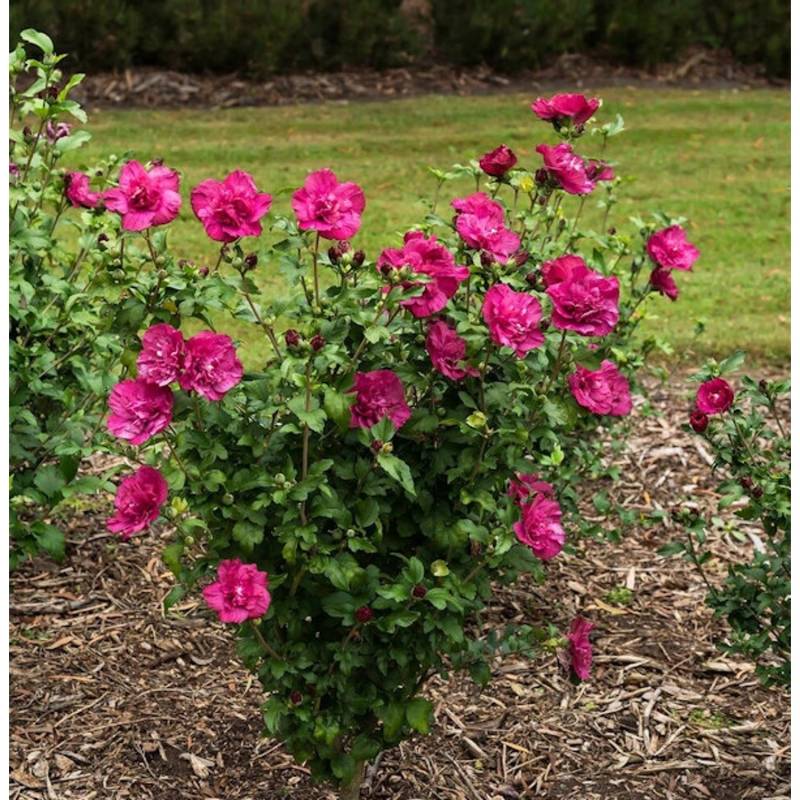 Garteneibisch Magenta Chiffon 60-80cm - Hibiscus von Die Nr-01.de