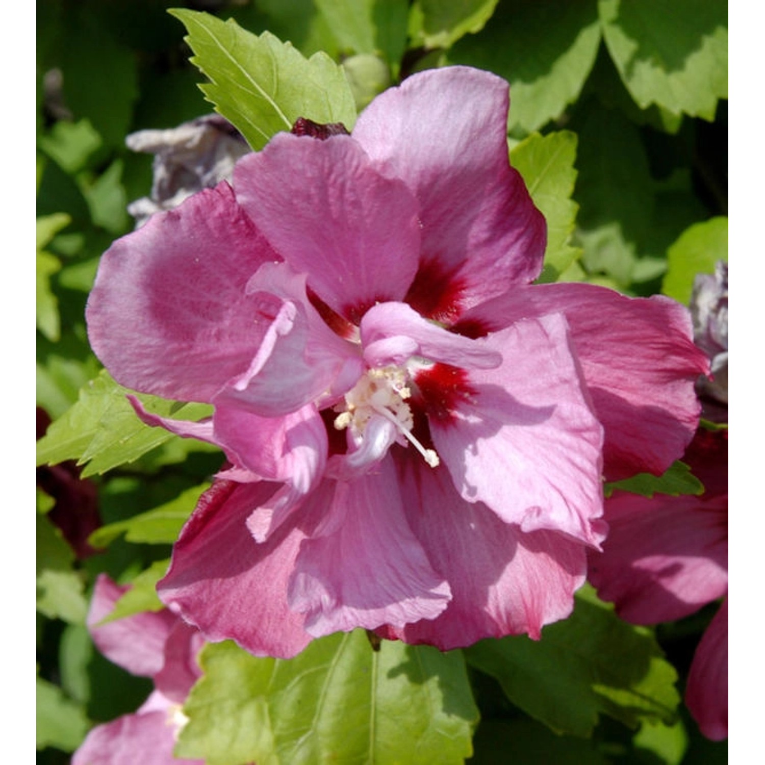 Garteneibisch Pink Giant 40-60cm - Hibiscus syriacus Garteneibisch Pink Giant 40-60cm - Hibiscus syriacus von Die Nr-01.de