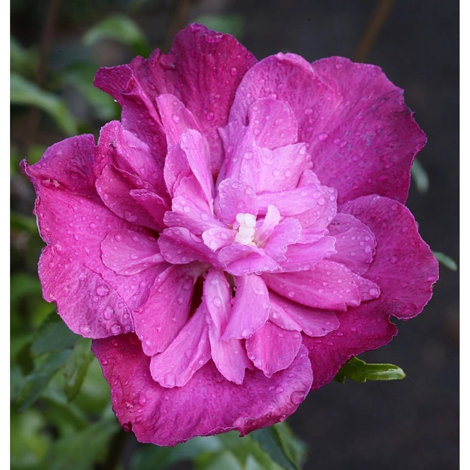 Garteneibisch Purple Ruffles 60-80cm - Hibiscus Garteneibisch Purple Ruffles 60-80cm - Hibiscus von Die Nr-01.de