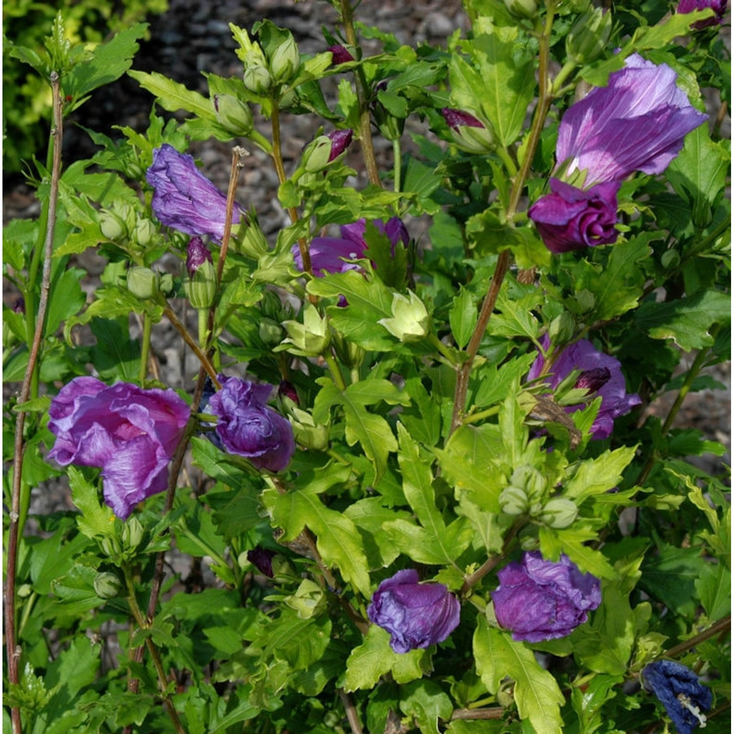Garteneibisch Russian Violet 80-100cm - Hibiscus Garteneibisch Russian Violet 80-100cm - Hibiscus von Die Nr-01.de