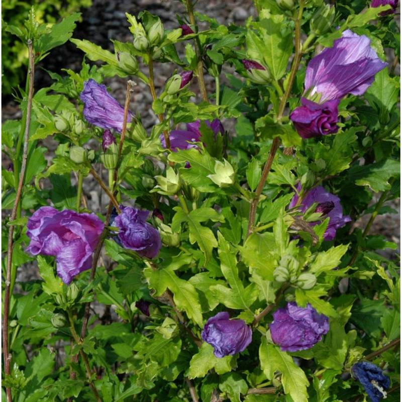 Garteneibisch Russian Violet 80-100cm - Hibiscus von Die Nr-01.de