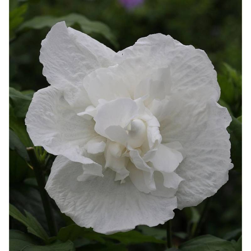 Garteneibisch White Chiffon 60-80cm - Hibiscus syriacus von Die Nr-01.de