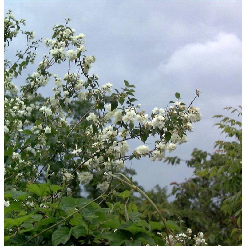 Gartenjasmin Pearls of Perfume 40-60cm - Philadelphus von Die Nr-01.de