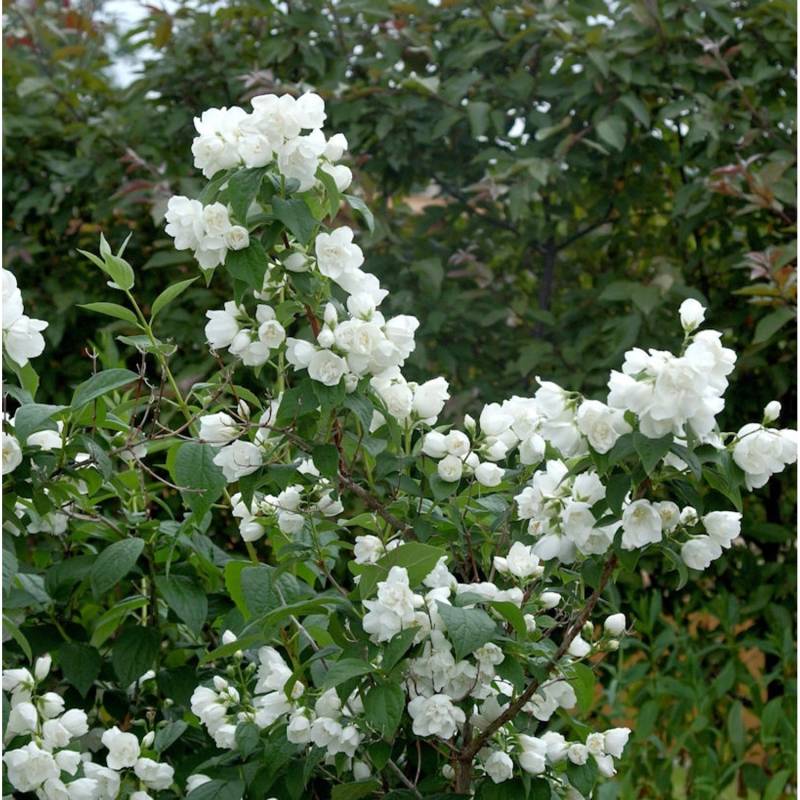 Gartenjasmin Silberregen 40-60cm - Philadelphus von Die Nr-01.de