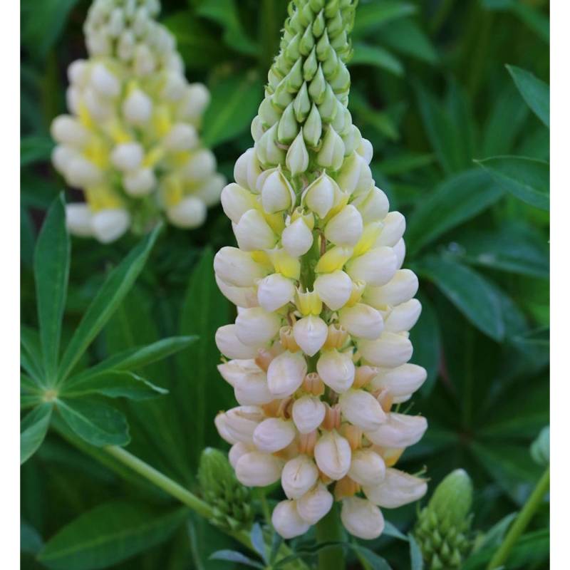 Gartenlupinie Gallery Gelb - Lupinus nanus von Die Nr-01.de