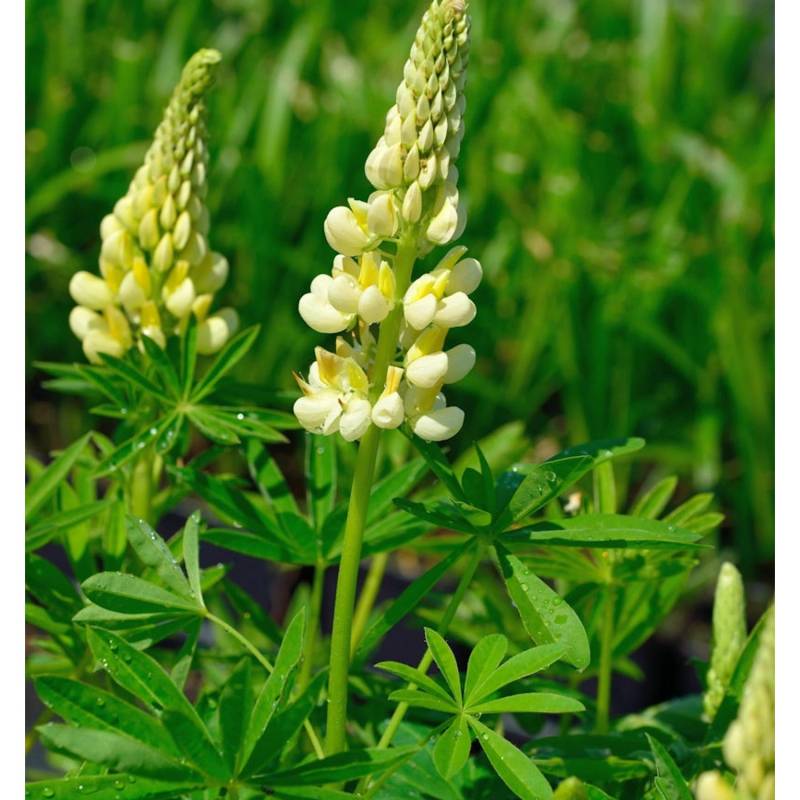 Gartenlupinie Kronleuchter - Lupinus polyphyllus von Die Nr-01.de
