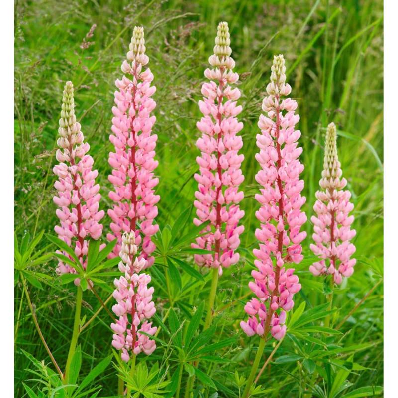 Gartenlupinie Nanus Gallery Rosa - Lupinus polyphyllus von Die Nr-01.de