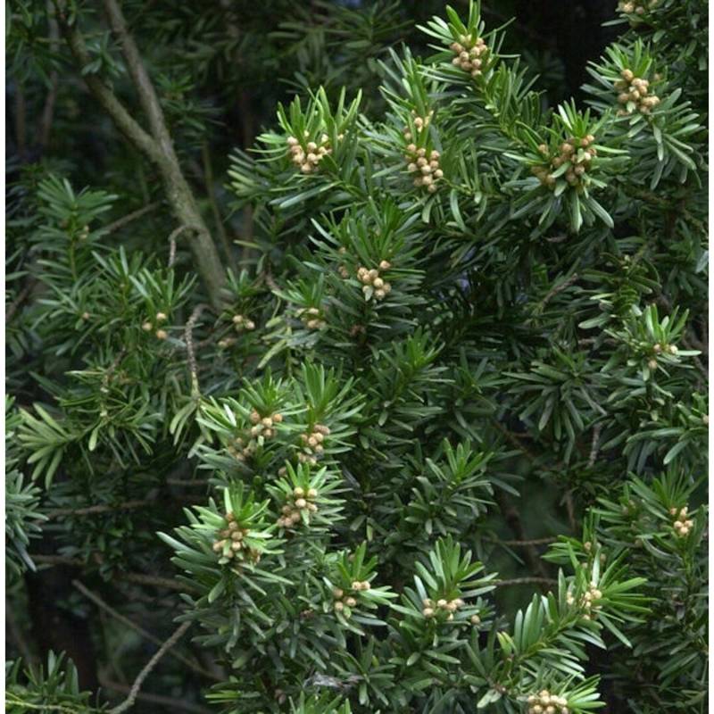 Gedrehte Zwerg Eibe Cristata 30-40cm - Taxus baccata von Die Nr-01.de