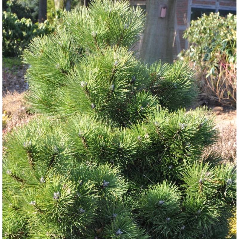 Gedrungene Zwerg Schwarzkiefer 40-50cm - Pinus nigra von Die Nr-01.de