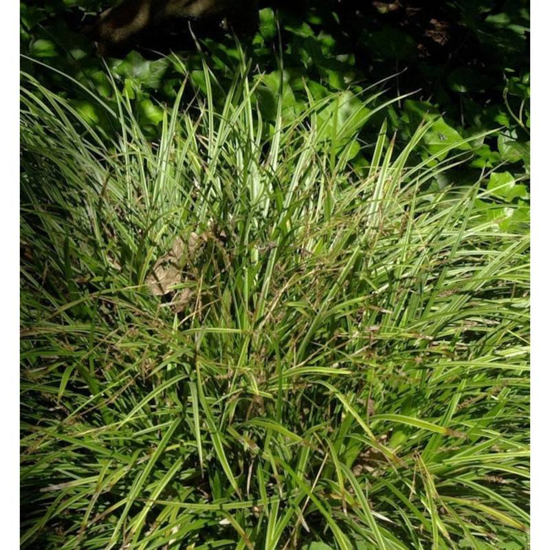 Gelb gestreifte Segge - Carex morrowii von Die Nr-01.de
