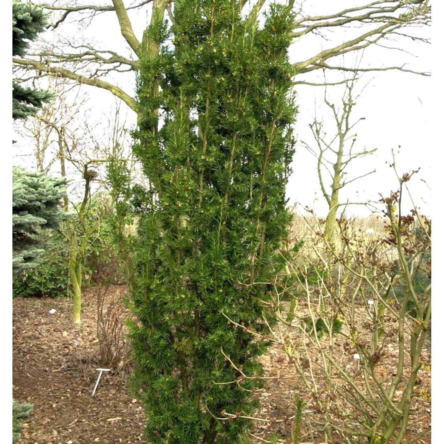 Gelbbunte Eibe Stefanie 80-100cm - Taxus media von Die Nr-01.de